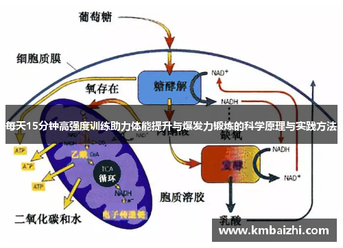每天15分钟高强度训练助力体能提升与爆发力锻炼的科学原理与实践方法
